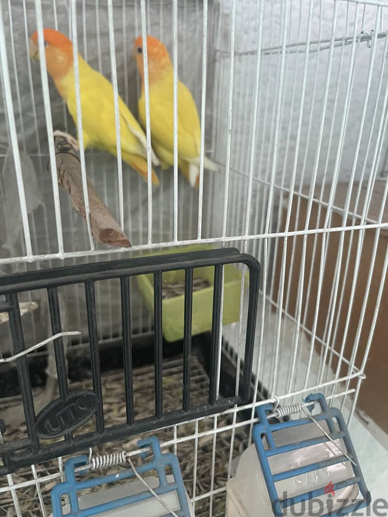 Tango 7