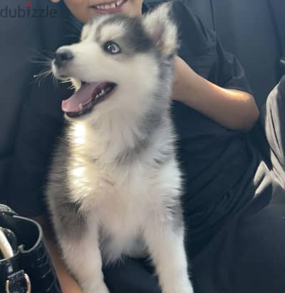 puppy Husky canine 2 months