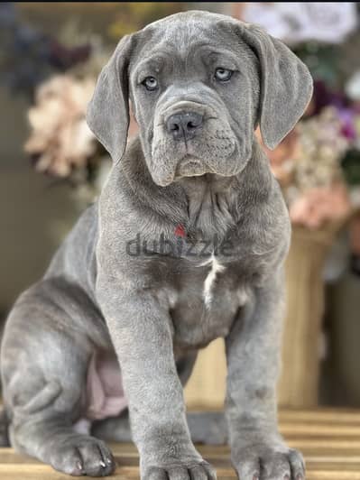 جراء كين كورسو (Cane Corso