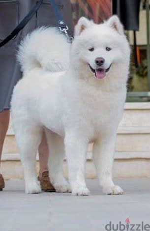 Samoyed 6