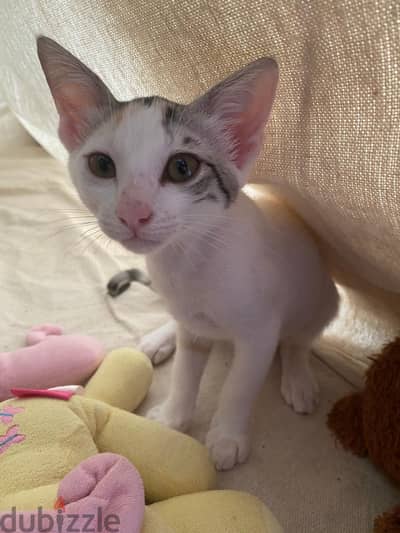Female Kittens