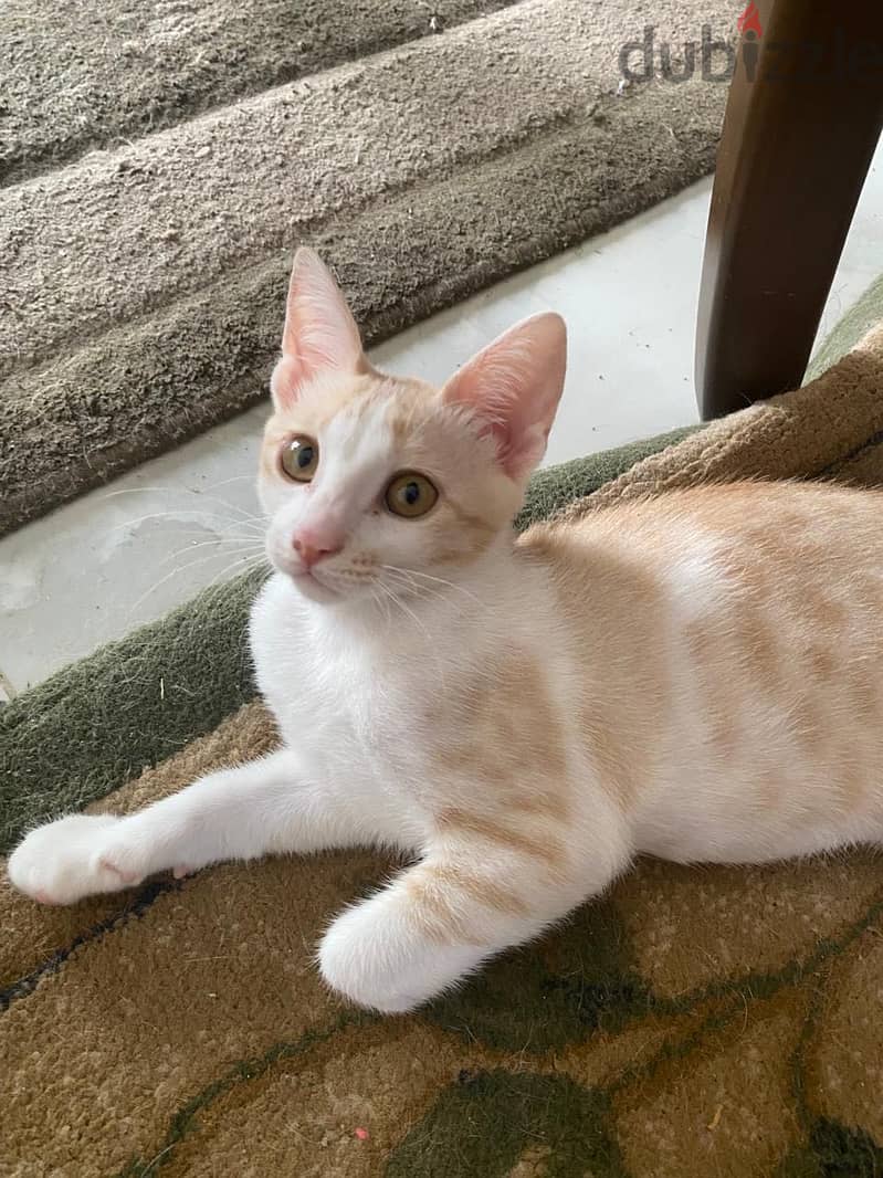 Female Kittens 1
