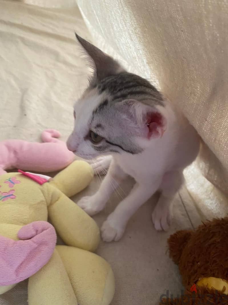 Female Kittens 2