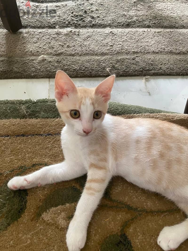 Female Kittens 3