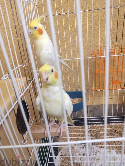للبيع زوج كوكتيل لوتينو مع القفص والبياضة