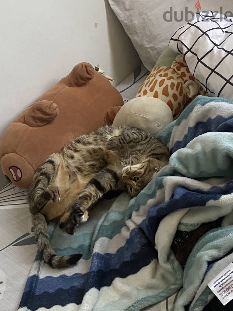 For adoption !! 1