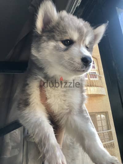 Husky - هاسكي - جراوي هاسكي