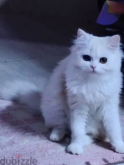 قطتين