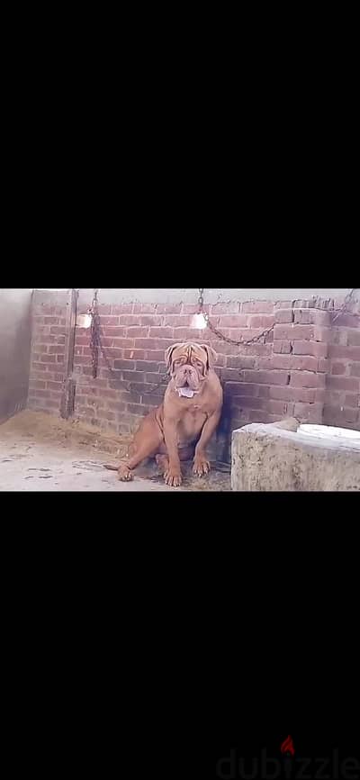 دكر فرنش ماستيف