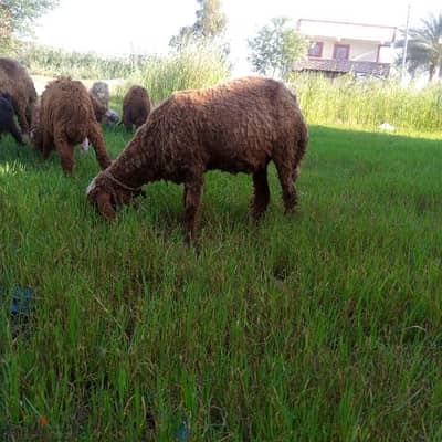نعجه عشر شهرين كاسره جوز رقم التواصل وتس أو فون 01226270571