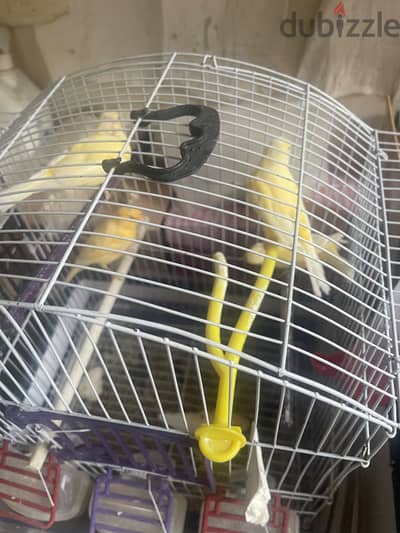 مجموعة كناريا شبابات