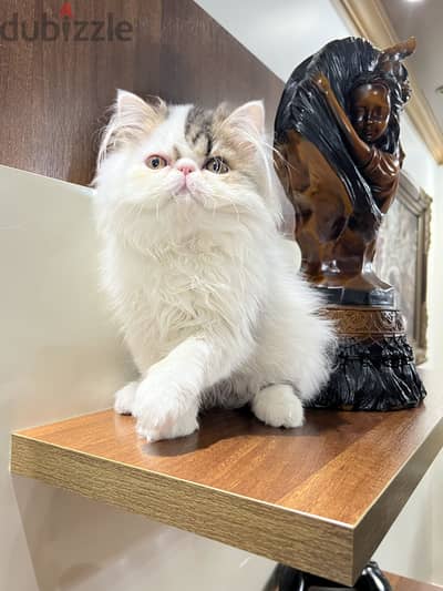 Persian cat