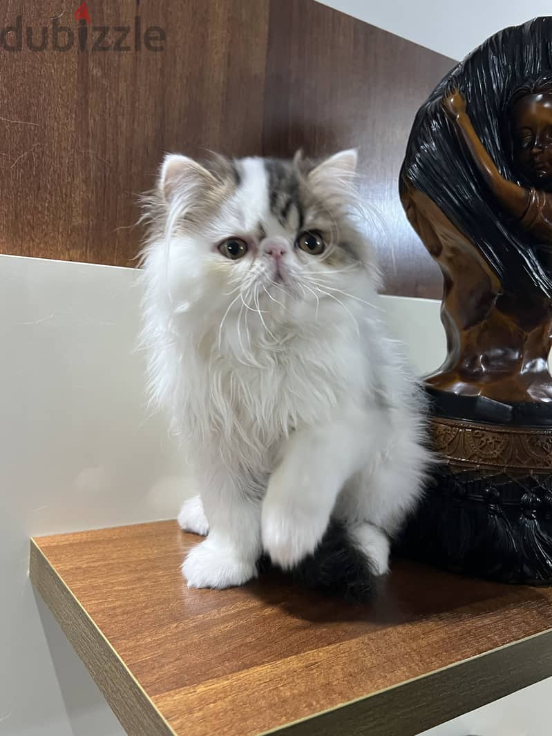 Persian cat 1
