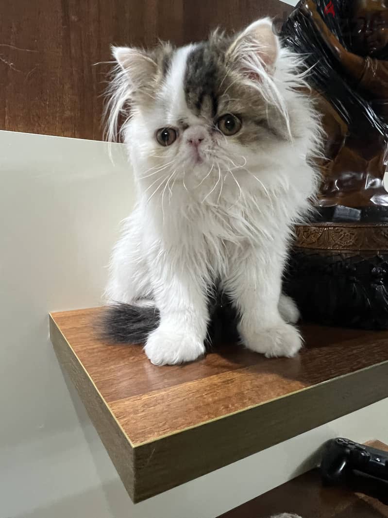 Persian cat 3