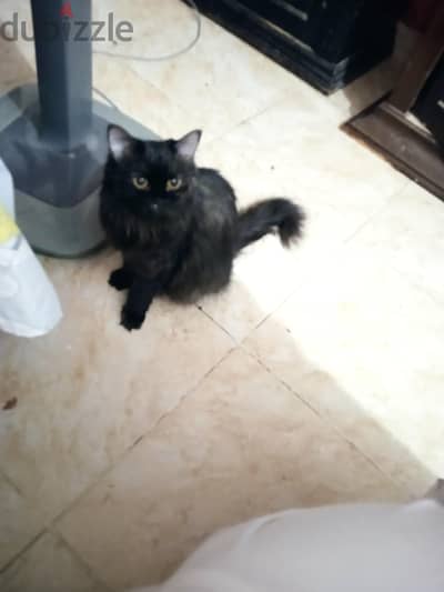 قطه شيرازي عسلي غامق  لم تتزوج من قبل 01061805759
