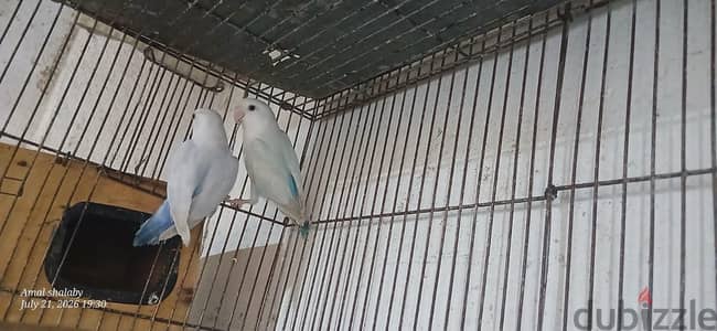 قص باليد نورمال  ١٠ شهور  ماشاء الله تبارك الله