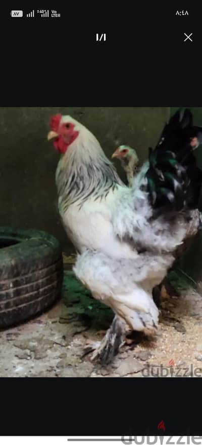 ديك و4فراخات براهما عملاق شغالين