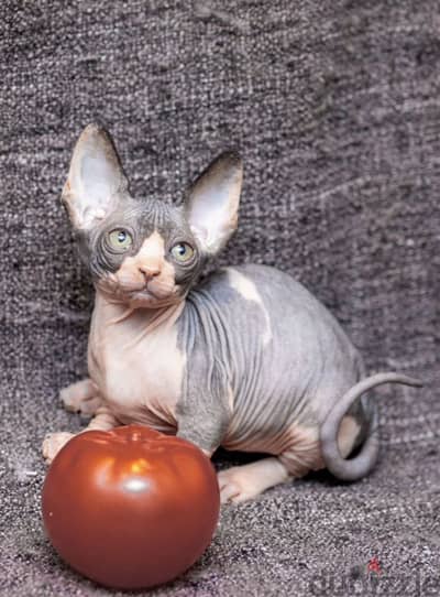 Sphynx cat from Russia