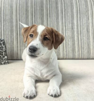 Jack Russell Puppy Girl from Russia