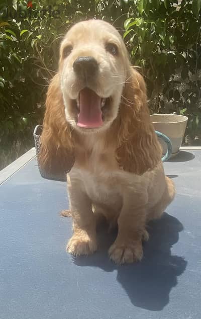 Male pure cocker spaniel 65days
