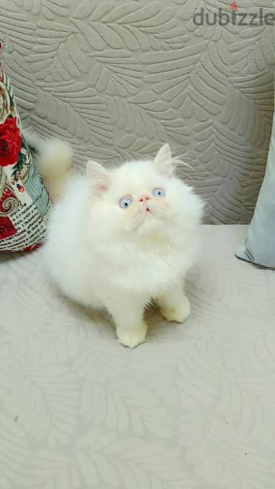 بسم الله للبيع ولد هيمالايا اروانج