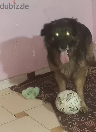 كلب جيرمن