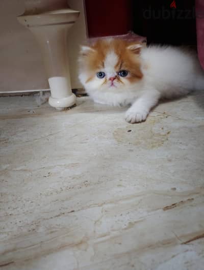 قط فان ريد اصول مسجله