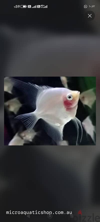 Red Cheek Blushing Angelfish 5/6 cm