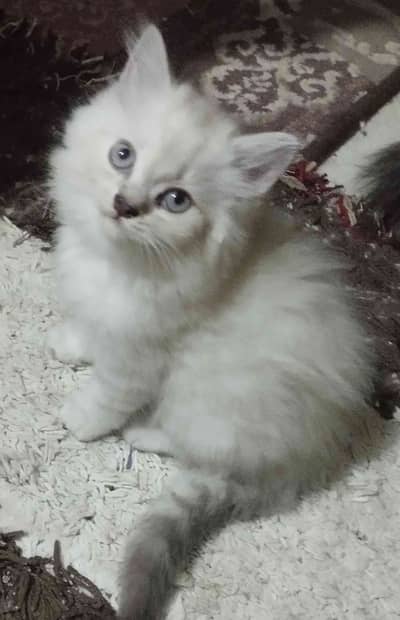 Walaa Kenawy