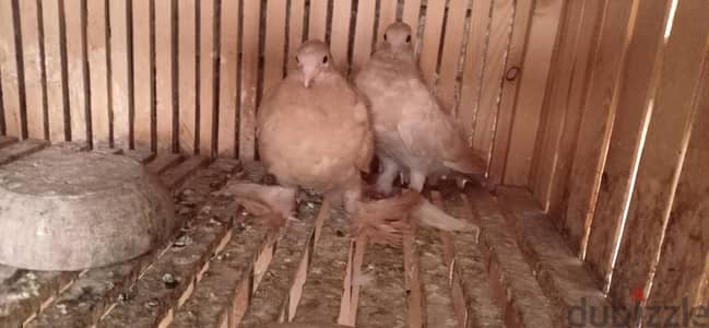 حمام يمنى اصفر واحمر