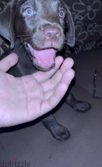 Female labrador retriever