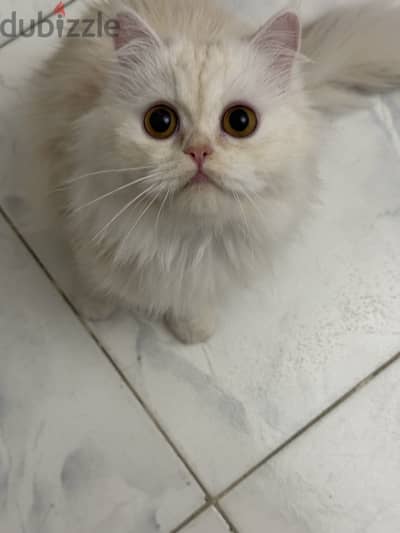 قطه Persian  للجواز فقط