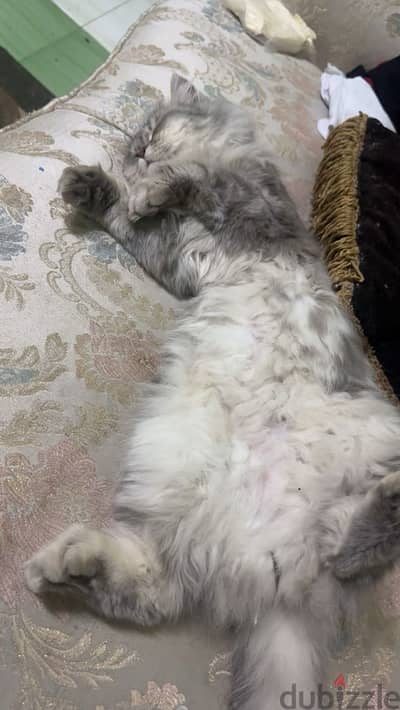 قطه شيرازي تبني