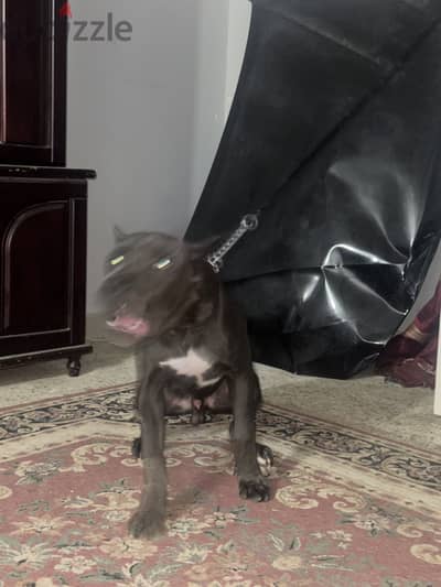 6months old cane corso
