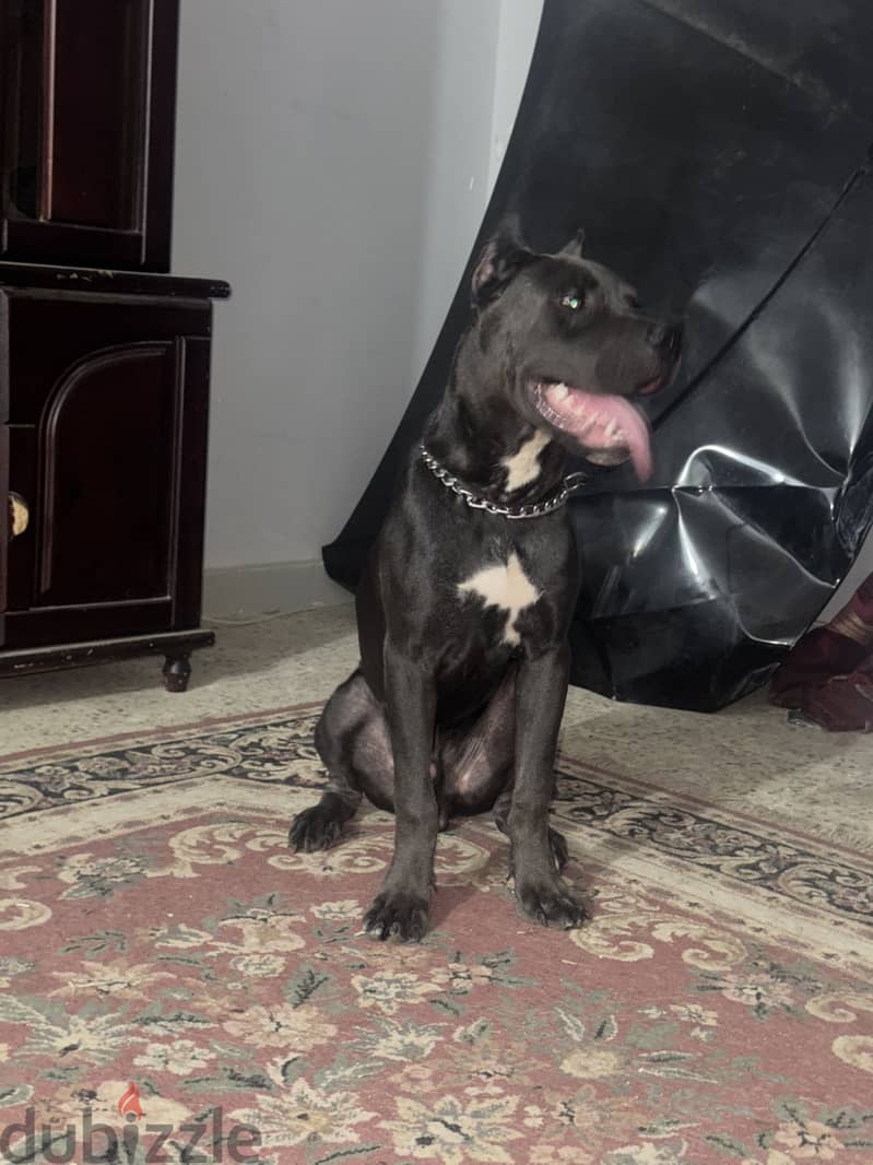 6months old cane corso 1