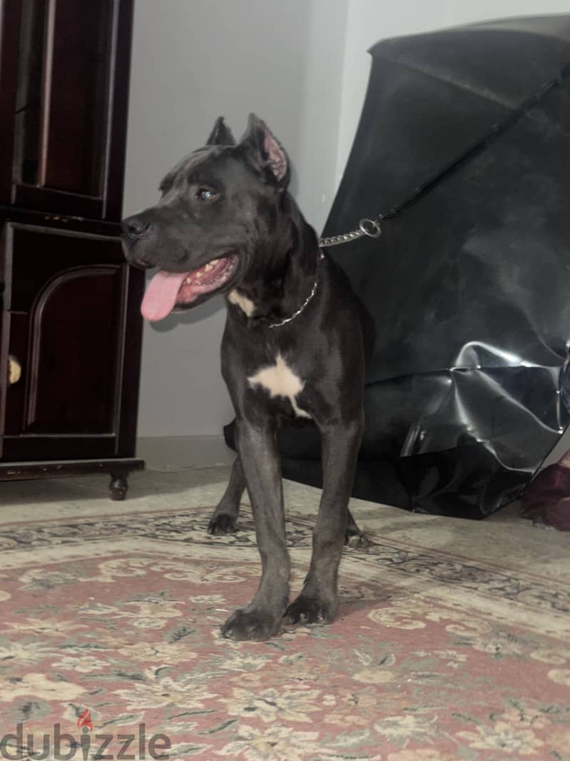 6months old cane corso 2