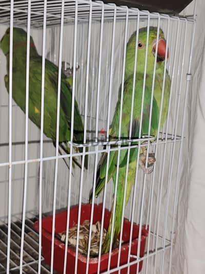 جوز دره هندي شغال