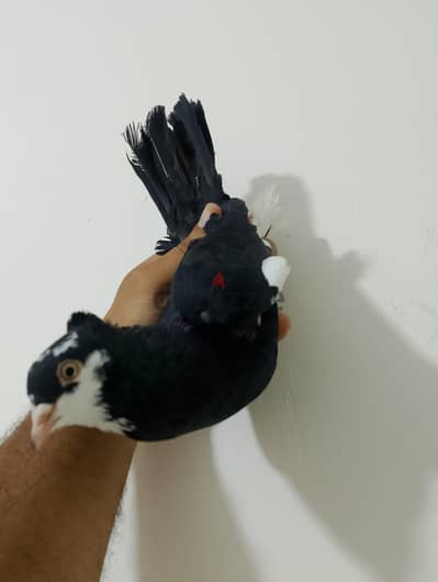 دكر يمني سعودي  زايف