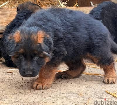 German shepherd puppies male female German جراوي جيرمن شيبرد ذكر انثي