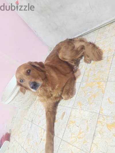 مطلوب دكر  جولدن