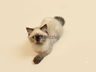 For Adoption