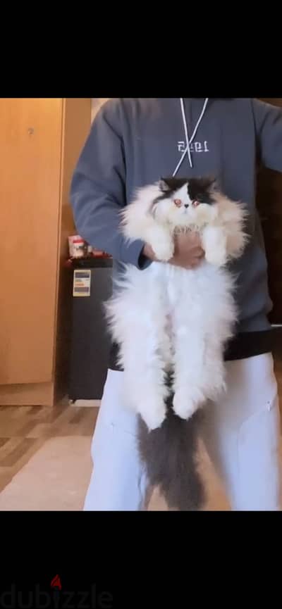 قط بيرشن زورار