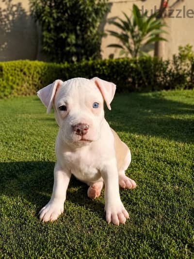 American pitbull terrier puppies. |||||.  امريكان بيتبول