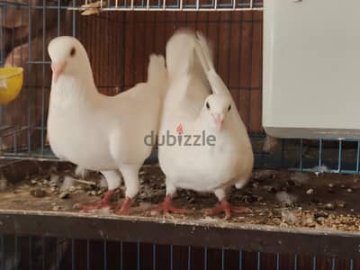لاحم فرنسي