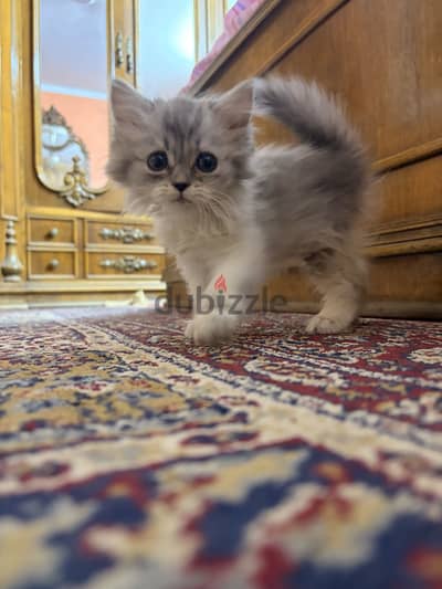 السيده زينب