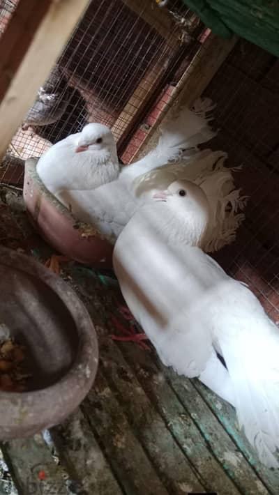 قصوص حمام للبيع