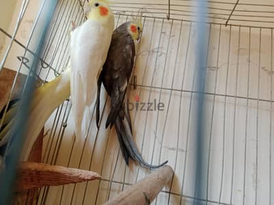 عصافير كوكتيل