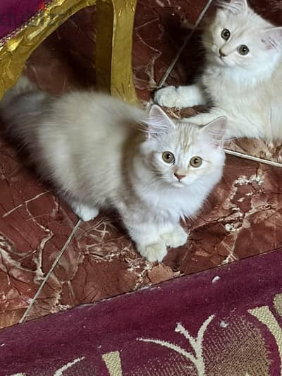 قطط شيرازي