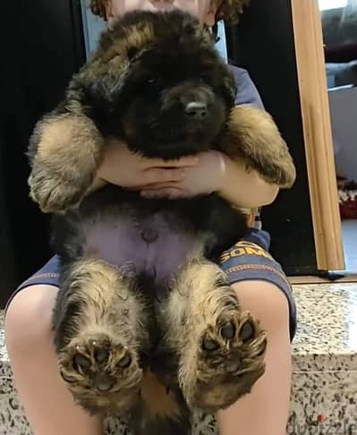 German shepherd puppies male female German جراوي جيرمن شيبرد ذكر انثي