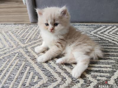 kittens كيتينز